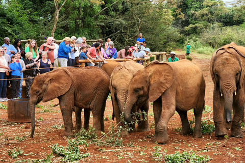 Nairobi: Elephant Orphanage Trust and Giraffe Center Tour