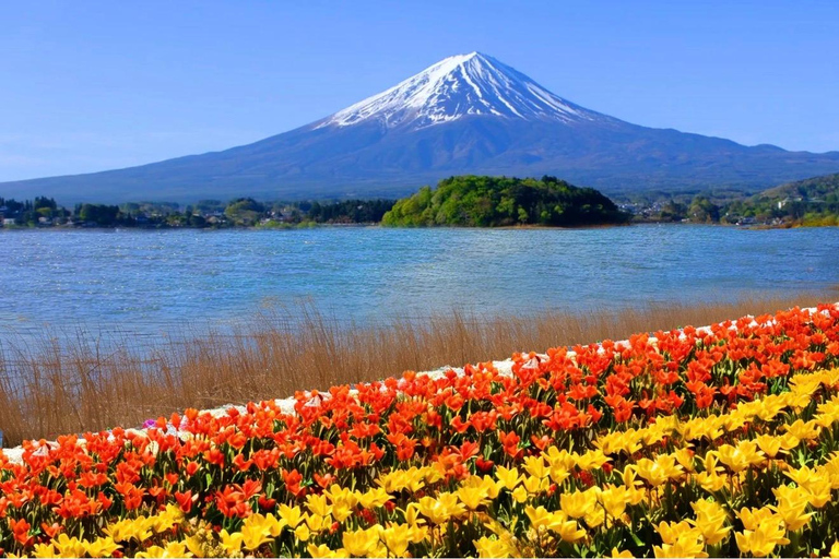 Mt Fuji 8 Spots Customizable Sightseeing Day Tour with Guide Mt Fuji 8 Spots Customizable Sightseeing Day Tour with Guide