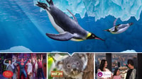 Ultimate Sydney Attrazioni Passare con Sydney Tower Skywalk - Hizvo