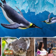 Sydney: Ultimate City Pass for 4 Attractions with Skywalk