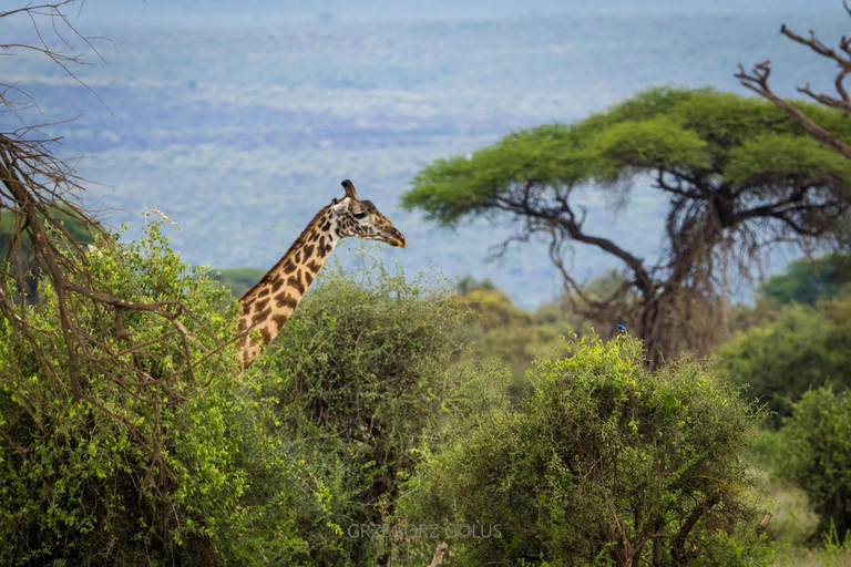 3-Day Amboseli and Tsavo East Safari Tour