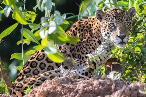 从库斯科出发：4天波尔图马尔多纳多之旅 - 桑多瓦尔湖&quot;从库斯科出发：4天波尔图马尔多纳多之旅——桑多瓦尔湖