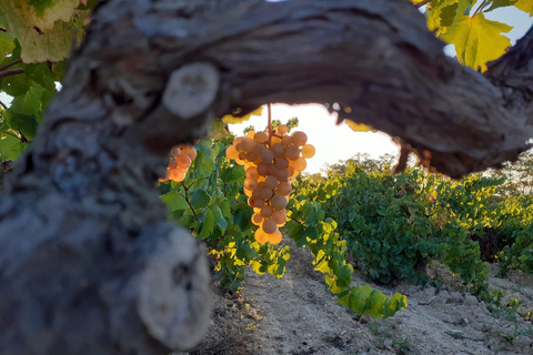 Katalonien: Einzigartige, maßgeschneiderte Weinkellerbesuche