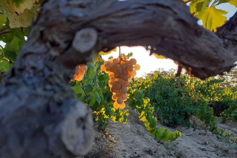 Catalogna: Visite alle cantine uniche e su misura