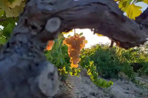 Catalonia: Unique, bespoke wine cellar visits