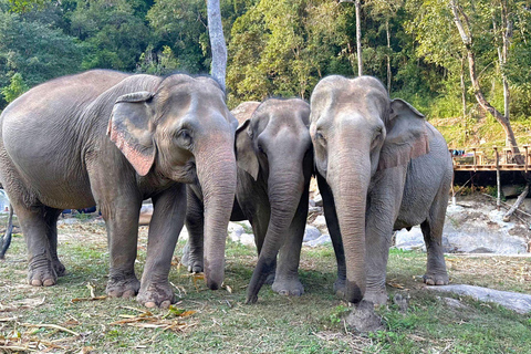 Chiang Mai: Elephant Observation & Wang River Bamboo Rafting