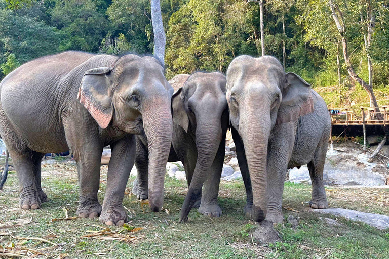 Chiang Mai: Elephant Observation & Wang River Bamboo Rafting