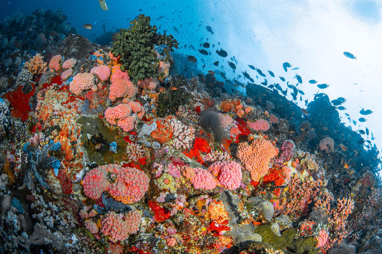 Full-Day Open Trip Diving in Komodo for Certified Divers