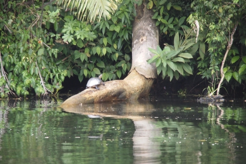 Panama: Monkey Island Gatun Lake Boottocht