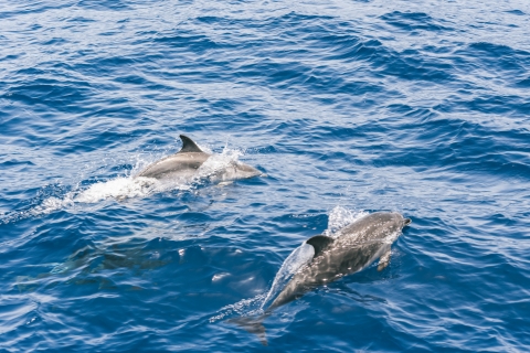 Gran Canaria: dolfijn- en walvisspottenTour vanuit Puerto Rico de Gran Canaria, 11:00 uur
