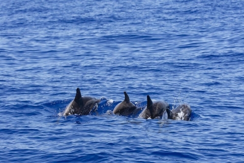 All Inclusive Mirissa Walvis- en dolfijnobservatie boottochtWalvis- en dolfijnobservatie boottocht in Mirissa