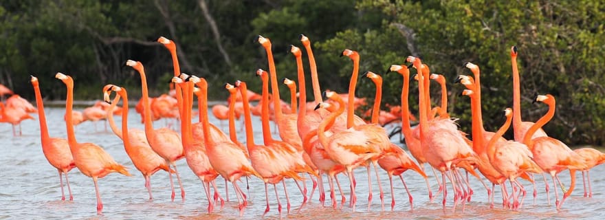 Rio Lagartos et Las Coloradas : EcoSafari Flamingo classique