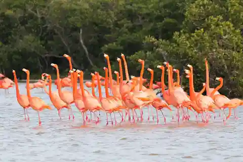 Flamingo Classic: Rio Lagartos i Las Coloradas
