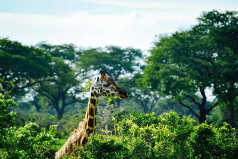 7-Day Uganda Holiday Tour Package