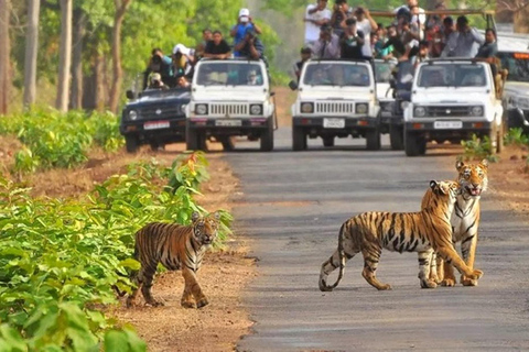 From Delhi: Same-Day Wildlife Safari at Sriska and Jhalna Tour with Transportation and Guide only