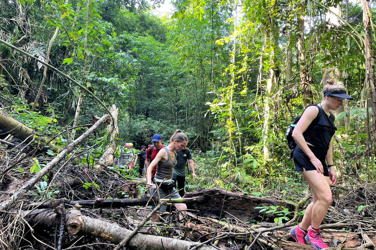 From Phuket: Guided Rainforest Hike with Lunch