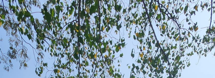 Traversée de Panaji en voiture : une visite en voiture classique avec dégustation de spécialités locales