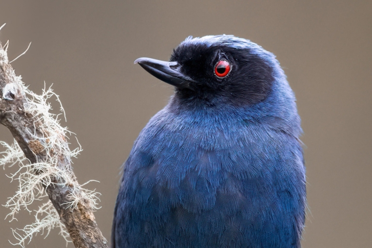 Cali Birdwatching: 4 Tage gefiederte Wunderwerke
