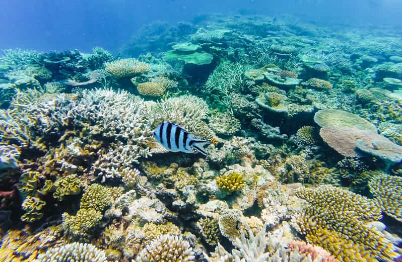 Port Douglas Quicksilver Outer Barrier Reef FullDay Cruise GetYourGuide