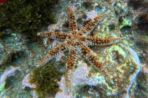 Islet of Vila Franca do Campo - Kayak Rental and Snorkeling