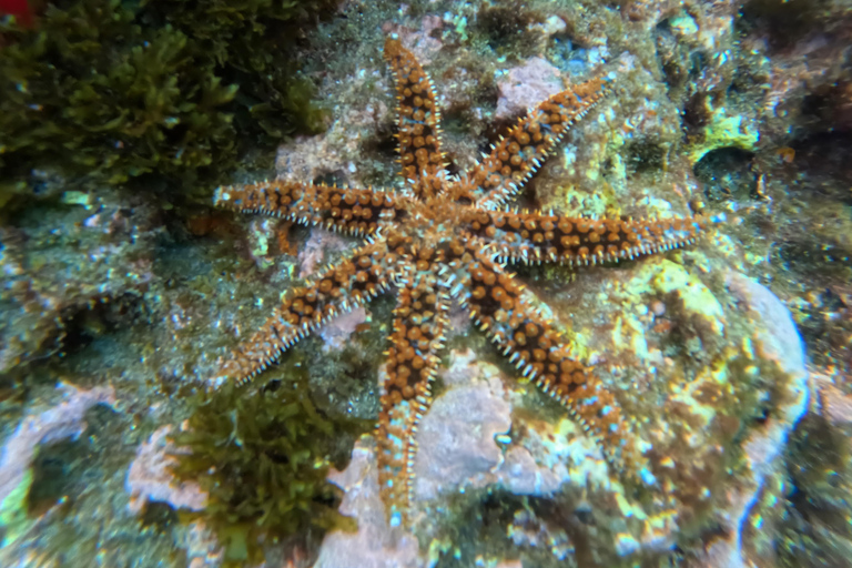 Islet of Vila Franca do Campo - Kayak Rental and Snorkeling
