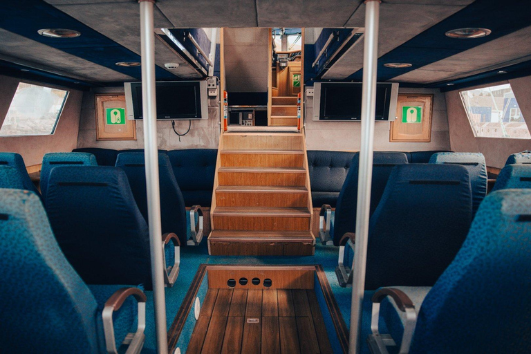 Húsavík: Whale Watching Tour with Heated Indoor Seating