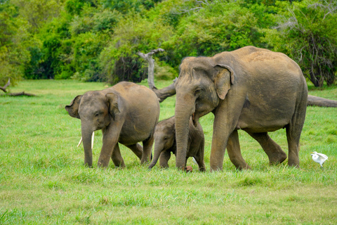 Minneriya National Park: Elephant Photography Tour