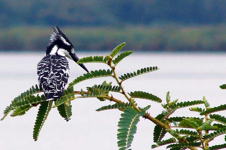 3 Day Akagera National Park Safari & Lake Muhazi.