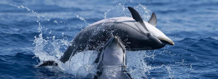 Grottes et dauphins - Voyage combiné