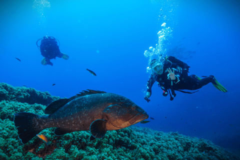Vila Franca do Campo: Try Scuba Diving for the first time!
