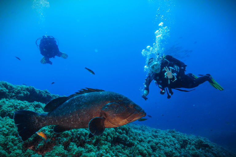 Vila Franca do Campo: Try Scuba Diving for the first time!