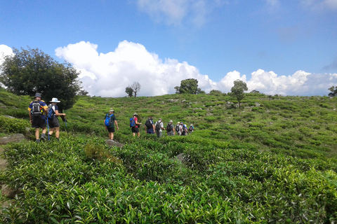 Trekking z Kandy do Ella