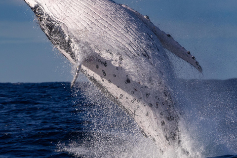 Sydney: Sunset Whale Watching Cruise - Whales Guaranteed! Sydney: Whale Watching Adventure Cruise - Whales Guaranteed