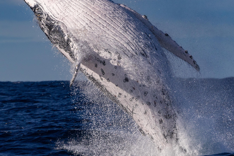 Sydney: Sunset Whale Watching Cruise - Whales Guaranteed! Sydney: Whale Watching Adventure Cruise - Whales Guaranteed