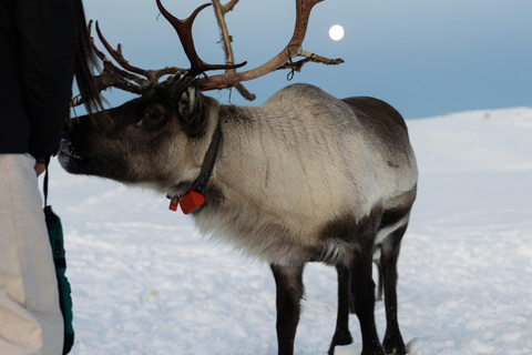 Tromsø: Exclusive Sámi Reindeer Experience with herders