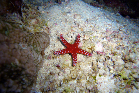 Chania: Sea Scooter Snorkling båttur