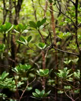 Jozani Forest mit Spice Tour - Housity