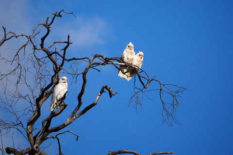 Safari por la naturaleza en Sídney