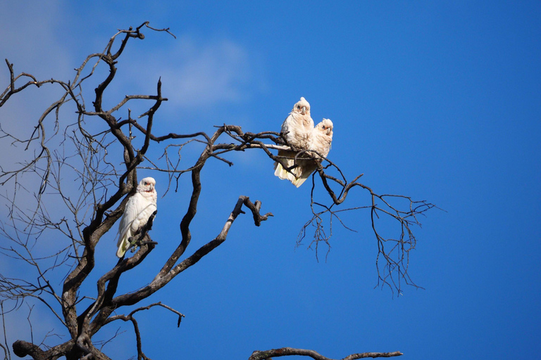 Safari de vida selvagem em Sydney