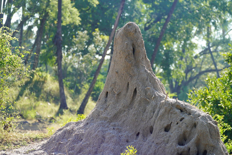 Livingstone: Game Drive & Cultural Tour Game viewing and Rhino walk in the Mosi oa Tunya park