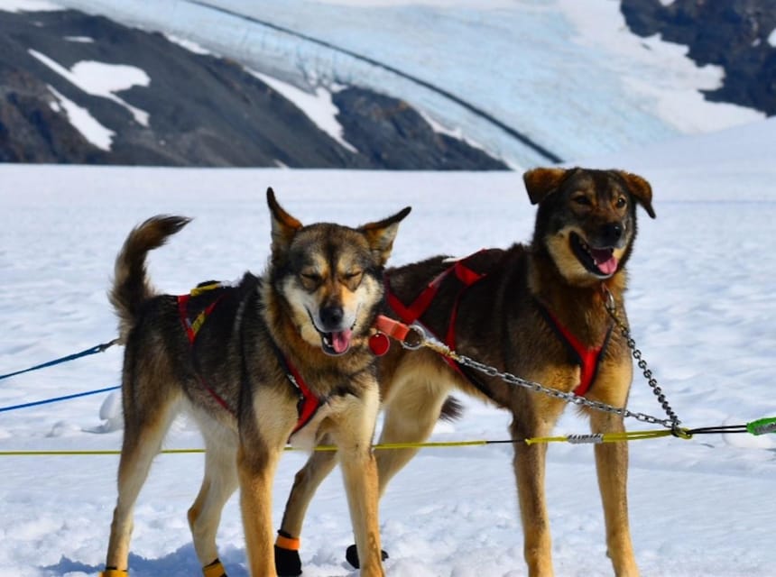 Seward, Alaska : Aventure en traîneau à chiens sur glacier en hélicoptère