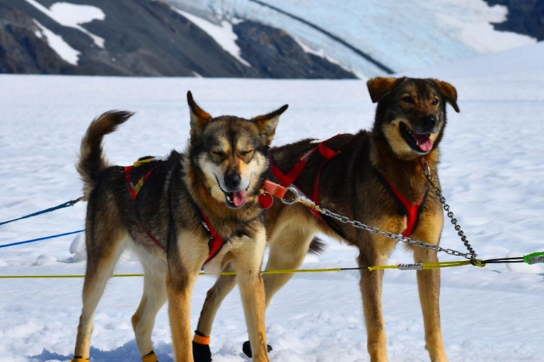 Seward, Alaska: Helicopter Glacier Dog Sledding Adventure