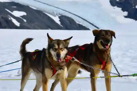 Seward, Alaska: Helicopter Glacier Dog Sledding Adventure