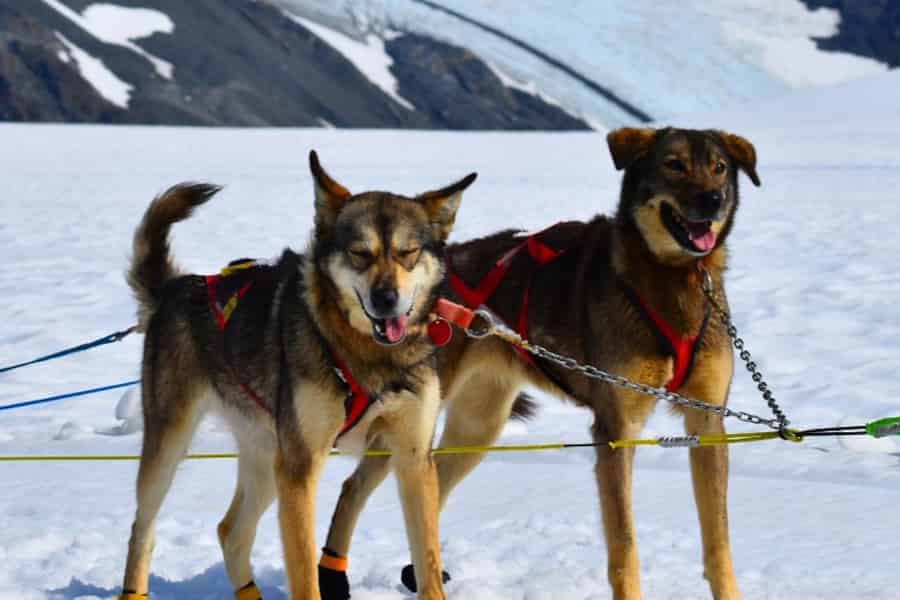 Seward, Alaska: Hubschrauber-Gletscher-Hundeschlitten-Abenteuer. Foto: GetYourGuide Seward, Alaska: Hubschrauber-Gletscher-Hundeschlitten-Abenteuer. Foto: GetYourGuide