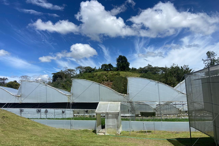 Private Medellín Cannabis Culture Tour with Lunch & Tasting