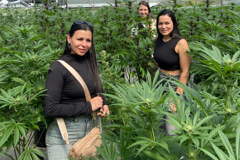 Private Medellín Cannabis Culture Tour with Lunch & Tasting