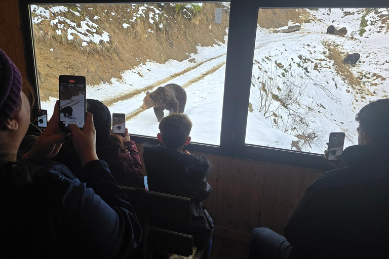 From Brasov: Brown Bear Watching Tour with Ranger Escort