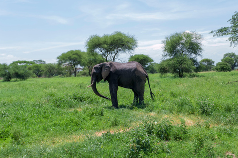 Arusha: 3-Day Private Safari Tour