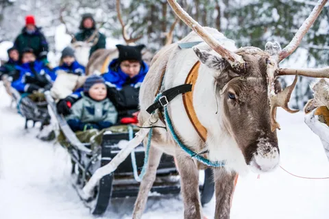 Rovaniemi : visite d'une ferme de rennes et promenade en traîneau avec transfert