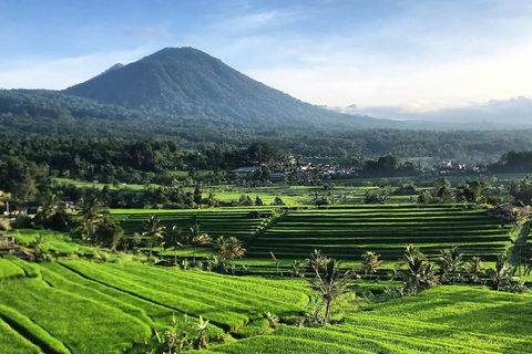 North Bali: Taman Ayun Temple, Jatiluwih, Campuhan Waterfall North Bali Tour with Central Bali Area pick up